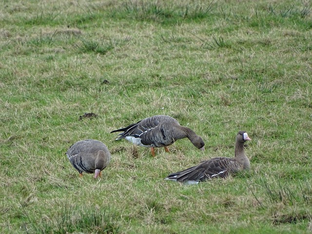 疑让索尔斯 疑让索尔斯